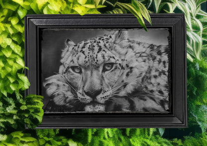 Emily Hinchcliffe Snow Leopard Slate Wall Art